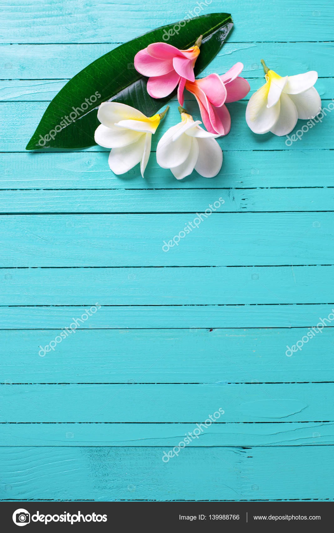 Tropical plumeria flowers Stock Photo by ©daffodil 139988766