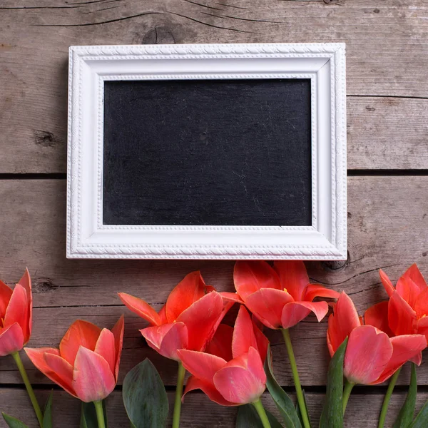 Tableau noir vide et tulipes de corail frais — Photo