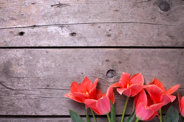Jasne wiosną tulipany — Zdjęcie stockowe