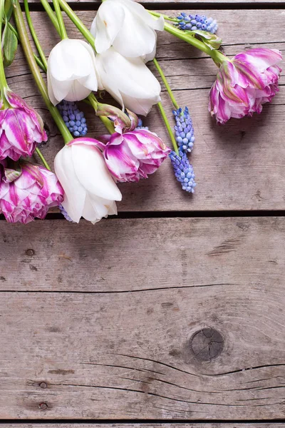 郁金香和 muscaries 的花朵 — 图库照片