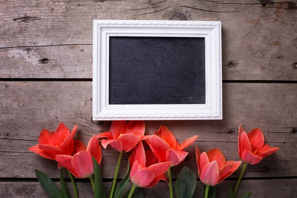 Lousa vazia e tulipas de coral frescas — Fotografia de Stock