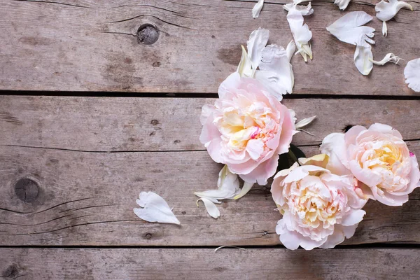Anbud rosa pioner blommor — Stockfoto