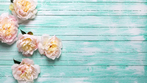 İhale pembe peonies çiçekler 