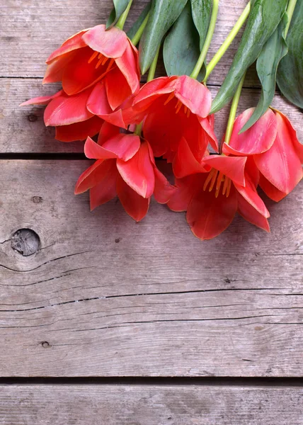 Bunch of coral tulips — Stock Photo, Image