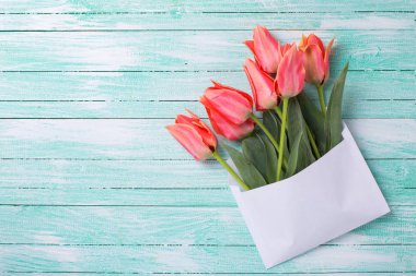 Beyaz zarf içinde taze mercan laleler