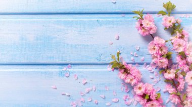 Arka plan ile pembe sakura çiçekler
