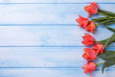 ahşap arka plan bahar laleler