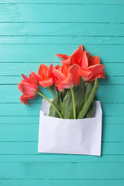 Čerstvé korálové tulipány v bílé obálce — Stock fotografie