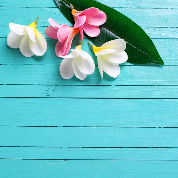 Tropikal plumeria çiçek ahşap arka plan üzerinde — Stok fotoğraf