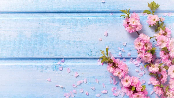Arka plan ile pembe sakura çiçekler — Stok fotoğraf