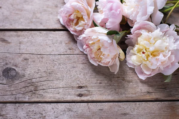 Peonie rosa fresche su sfondo di legno — Foto Stock