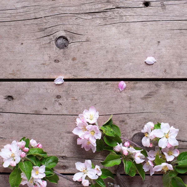 Flores de macieira em fundo de madeira — Fotografia de Stock