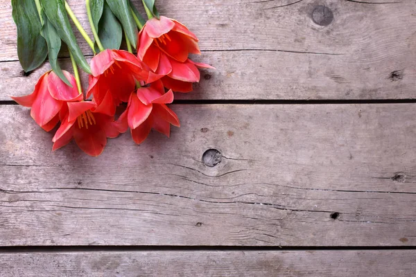 Tulipanes de primavera sobre fondo de madera —  Fotos de Stock