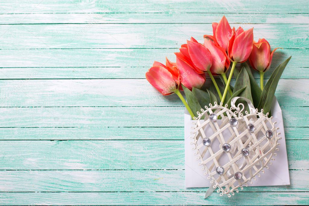 Fresh coral tulips in white envelope