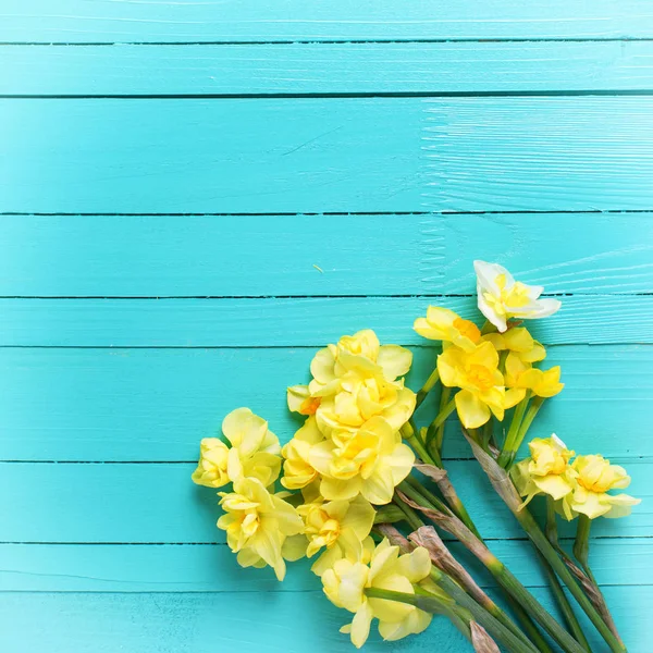 Zářivě žlutý Narcis — Stock fotografie