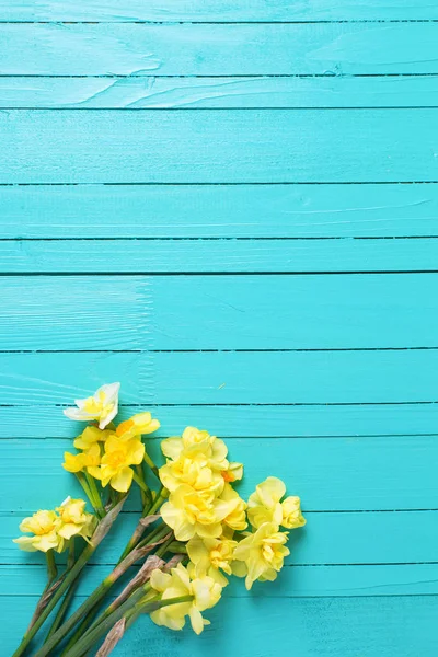 Narcisse jaune vif — Photo