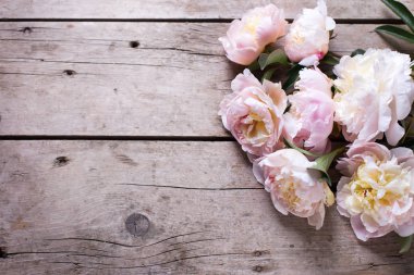 Taze pembe peonies çiçekler