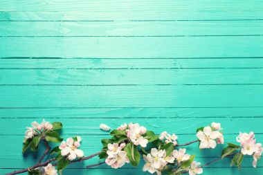 Bahar sınır - elma ağacı çiçek 