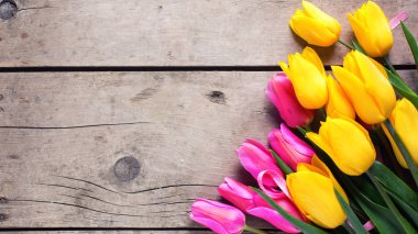 Parlak pembe ve sarı bahar laleler  