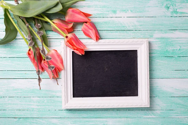 Fresh coral tulips, pussy willow  and empty blackboard — Stock Photo, Image