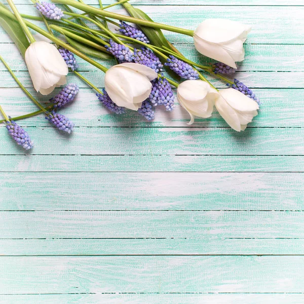 Çiçek sınır laleler ve mavi muscaries — Stok fotoğraf