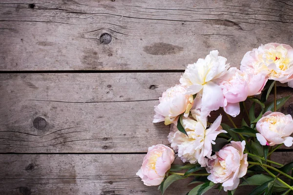 Růžové květy pivoňky — Stock fotografie