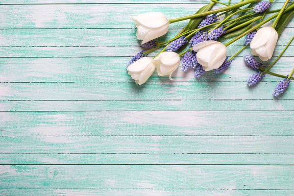 Fronteira de tulipas e flores muscaries azuis — Fotografia de Stock