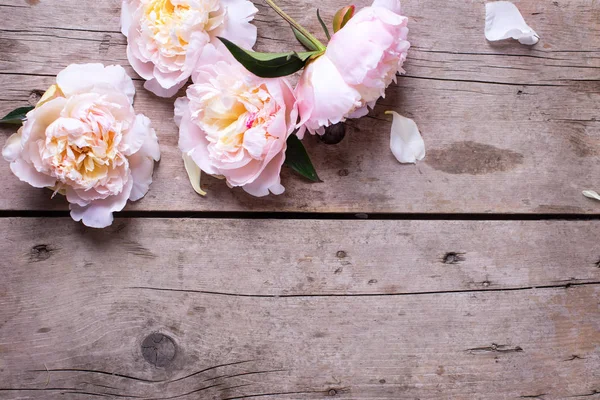 Flores de peonías rosadas — Foto de Stock