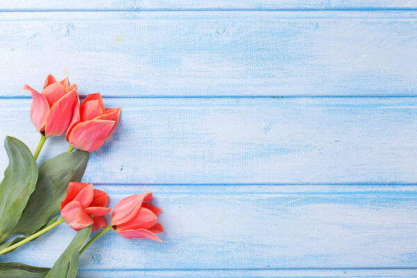 Coral tulips  on blue  painted wooden background.