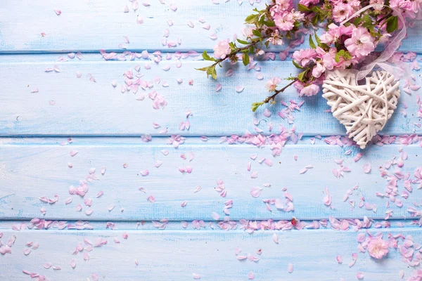 Rosa Sakura-Blüten — Stockfoto