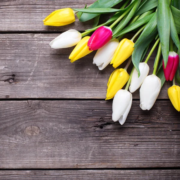 Fleurs de tulipes jaune vif, rose et blanc — Photo