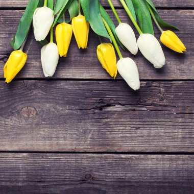 Parlak sarı ve Beyaz Lale çiçek  