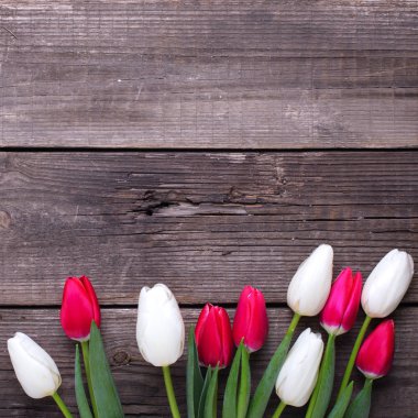 pembe ve Beyaz Lale çiçek