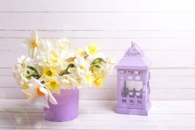 İhale renkli bahar nergis