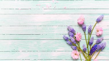 Mavi muscaries çiçek