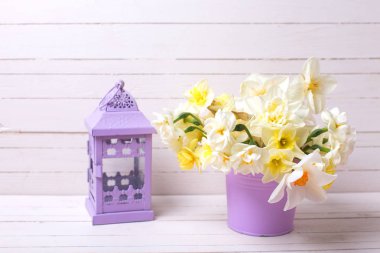 İhale renkli bahar nergis