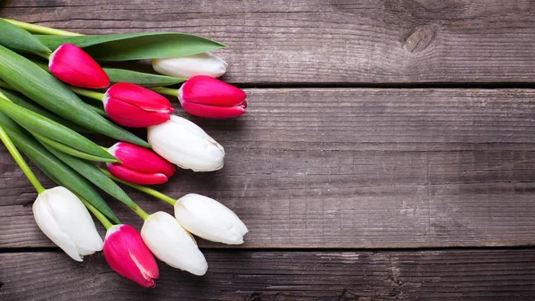 Pink  and white tulips flowers — Stock Photo, Image