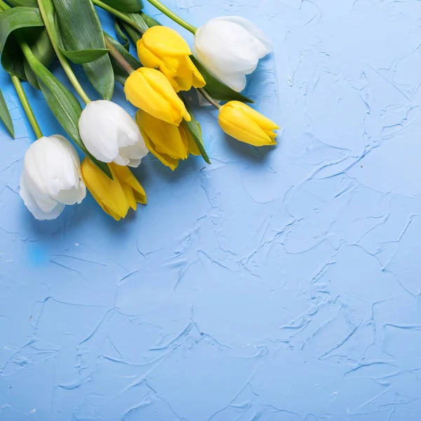 Tulipanes amarillos y blancos flores —  Fotos de Stock
