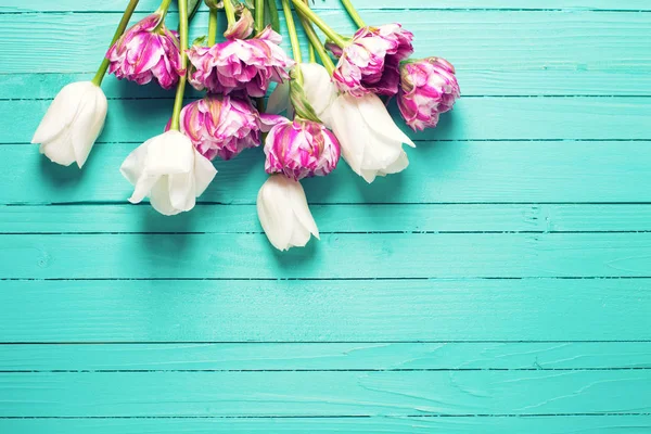 Mor ve Beyaz Lale çiçek — Stok fotoğraf
