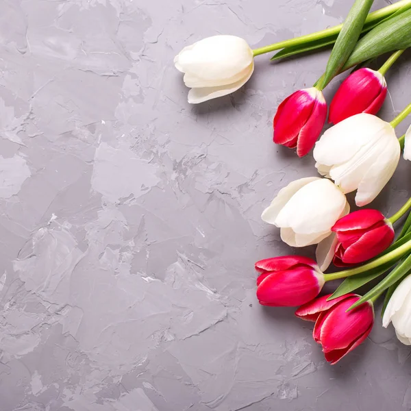Flores de tulipas rosa e branca — Fotografia de Stock