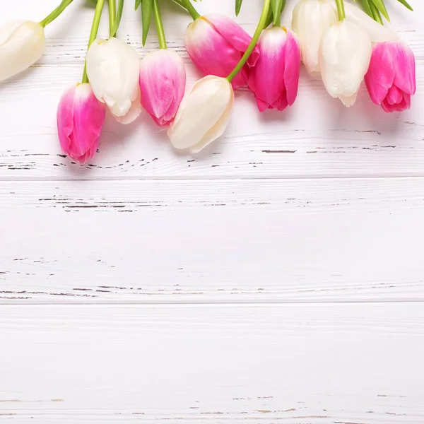 Rosa und weiße Tulpenblüten — Stockfoto