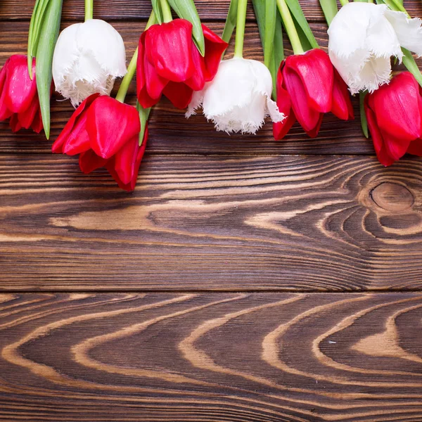 Red and white tulips flowers — Stock Photo, Image