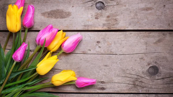 Весенние цветы тюльпанов — стоковое фото