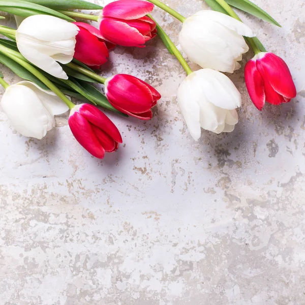 粉红色和白色郁金香花 — 图库照片