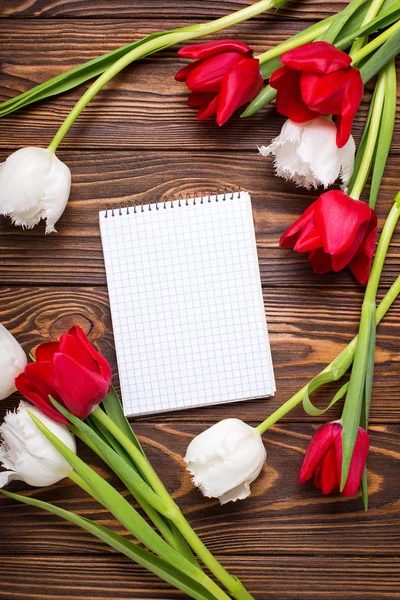 Fleurs de tulipes rouges et blanches — Photo