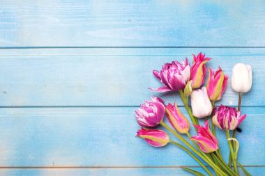  pembe bahar lale çiçekleri