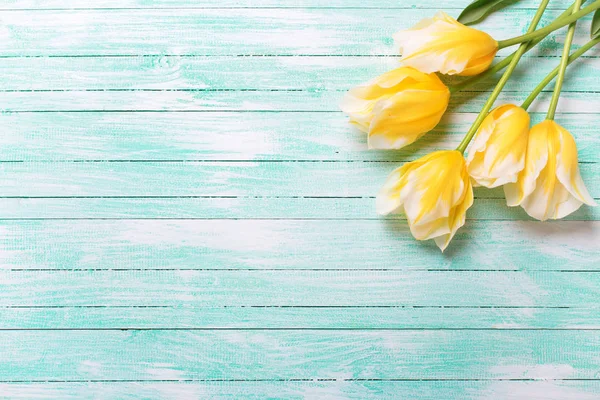 Amarelo tulipa flores em turquesa fundo de madeira . — Fotografia de Stock