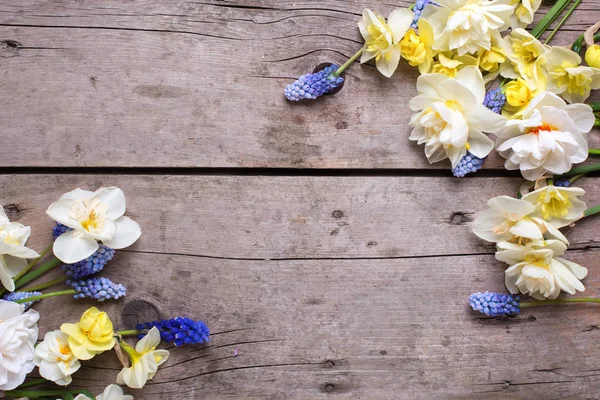 Marco de colorido narciso primavera y flores muscary — Foto de Stock