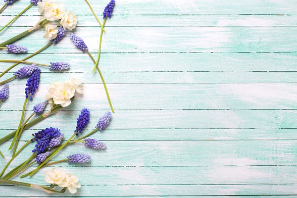 Fronteira de muscarias azuis e flores de narciso — Fotografia de Stock