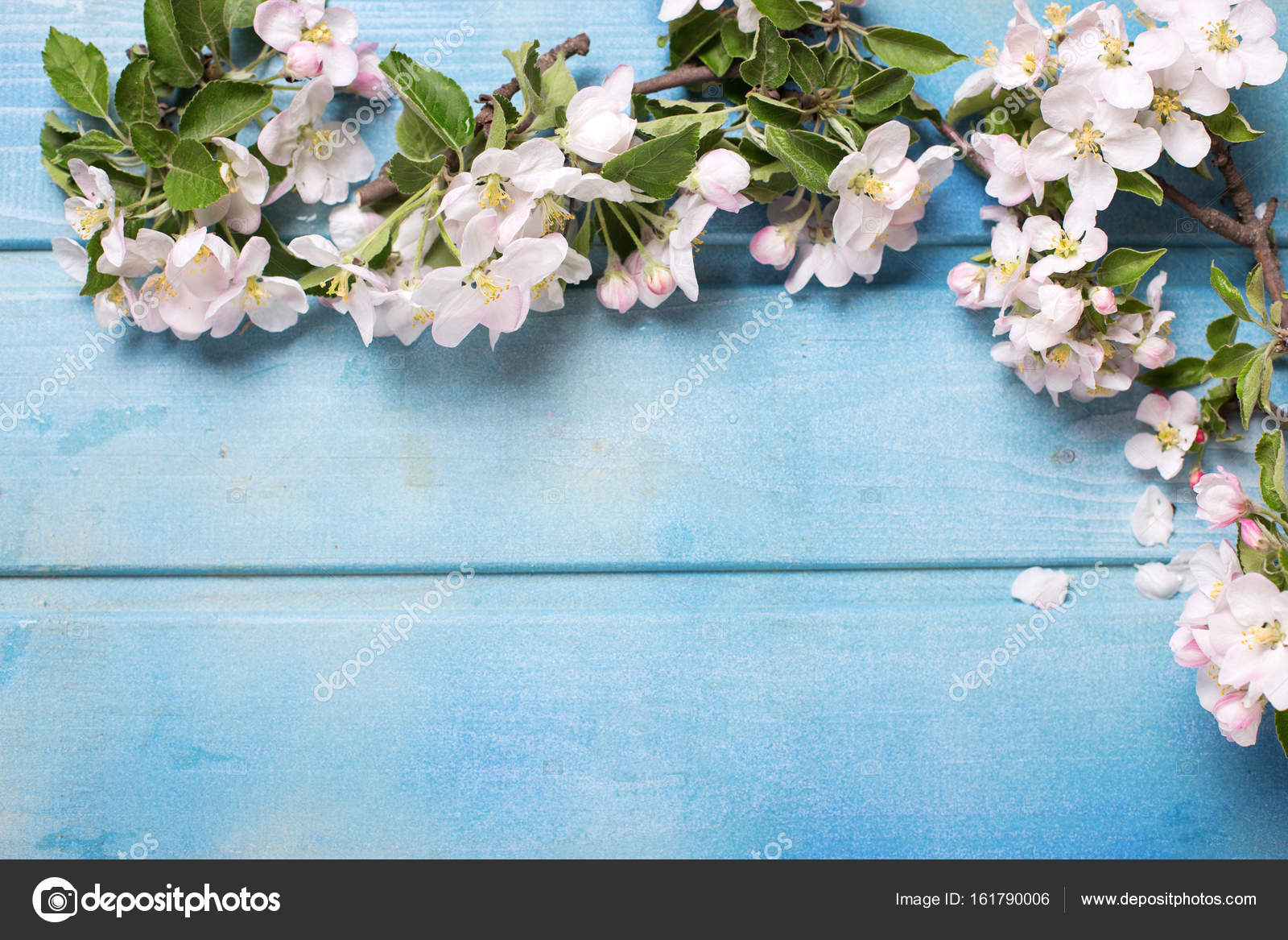 Frame From Apple Tree Flowers Stock Photo Image By C Daffodil 161790006